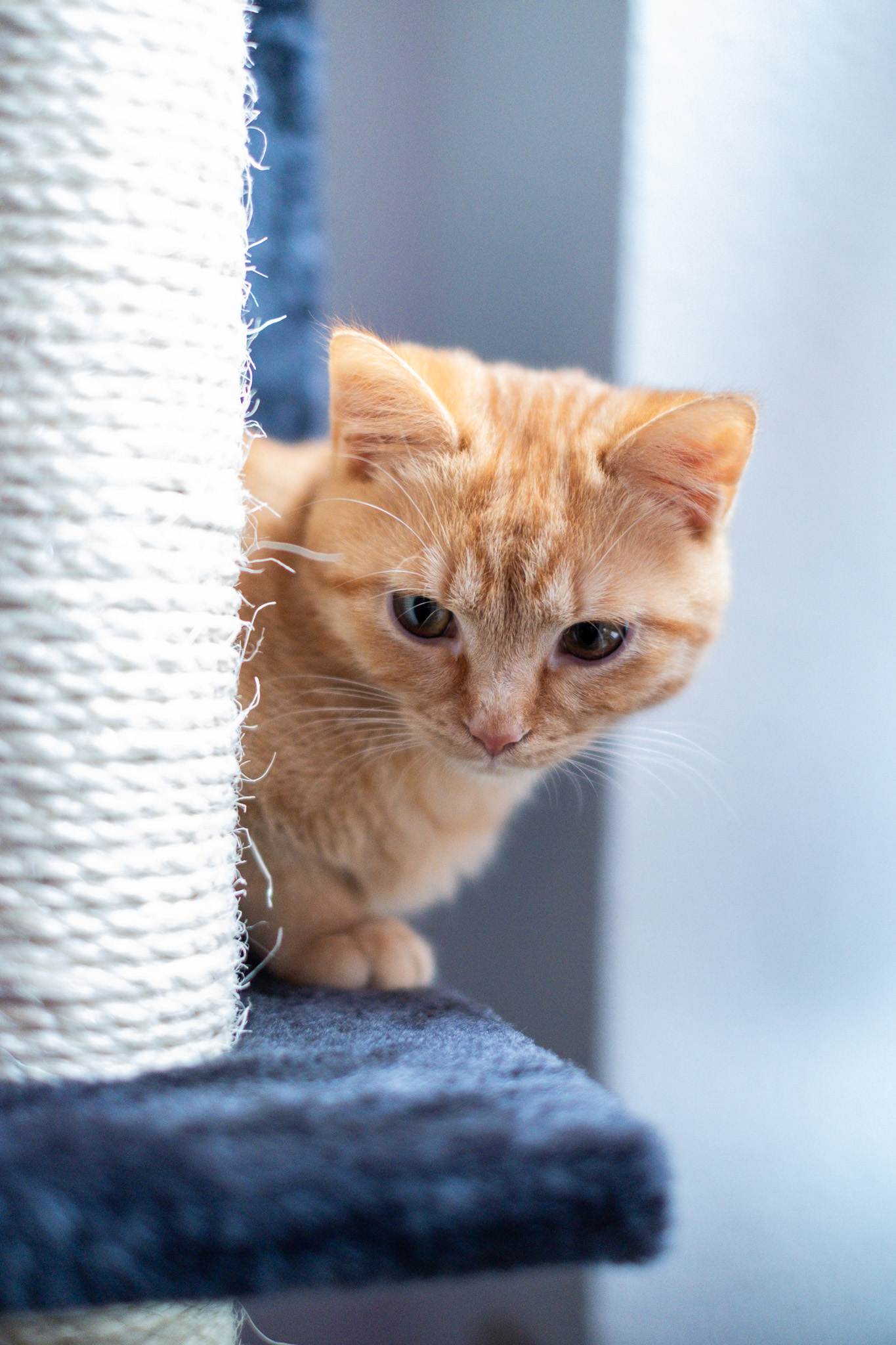 High-Rise Construction