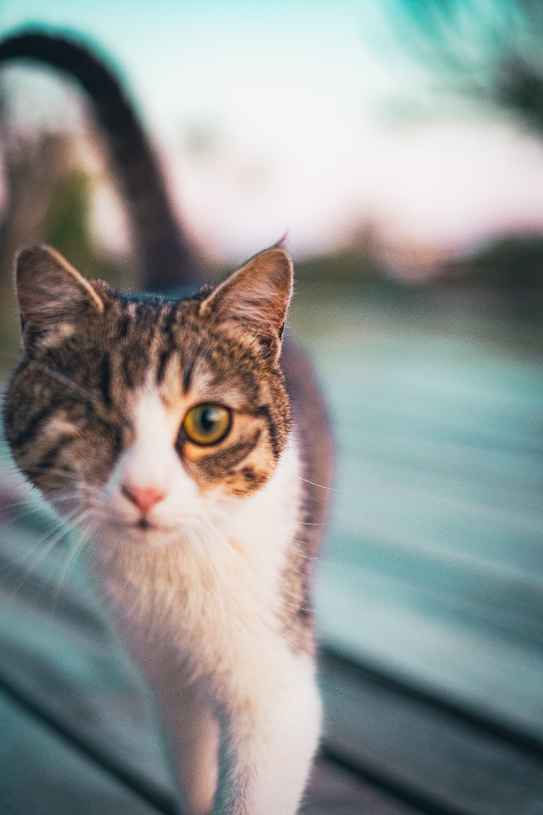 High-Rise Construction